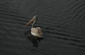 grey pelican 2