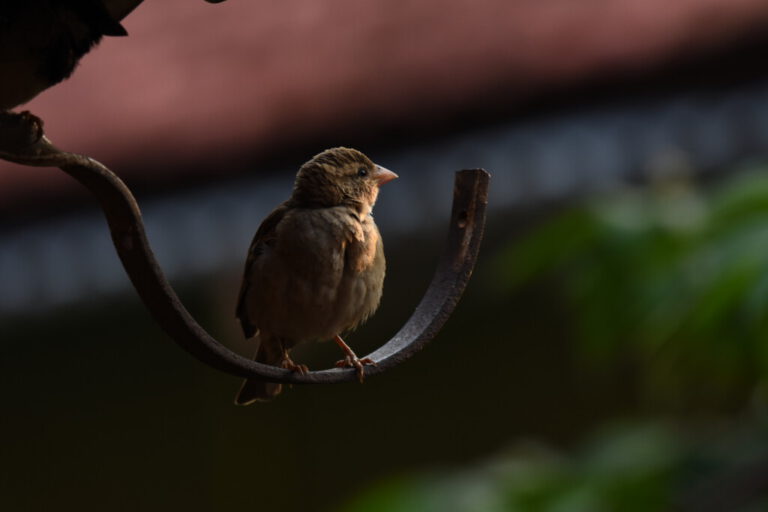 CONSERVATION OF HOUSE SPARROWS @CHENNAI