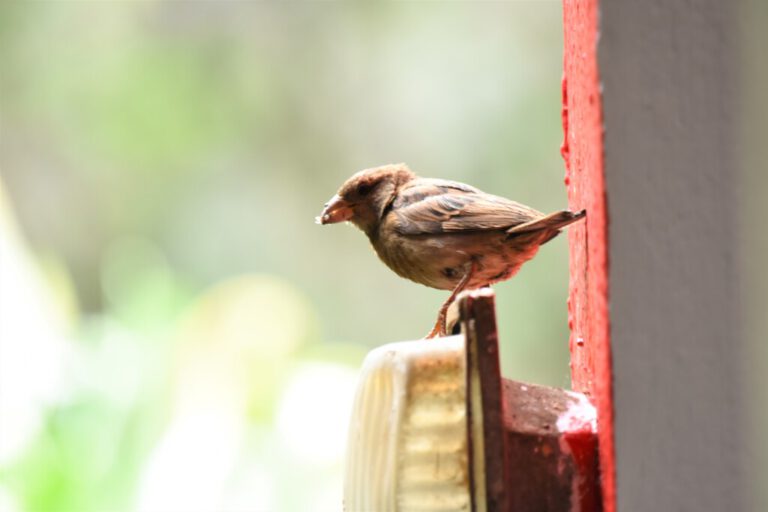 CONSERVATION OF HOUSE SPARROWS @CHENNAI